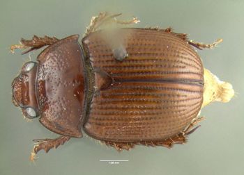 Media type: image;   Entomology 602050 Aspect: habitus dorsal view